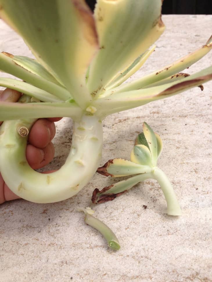 calathea white fusion pink Calathea 'Fusion White' – Hey Rooted main image 1