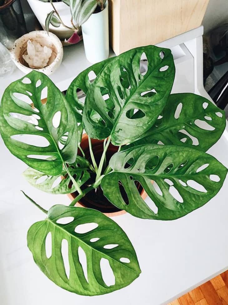 philodendron el choco red Philodendron El Choco Red | Houseplant main image 0