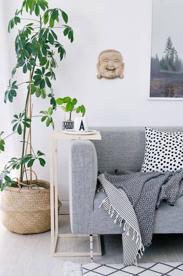 Schefflera plant next to side table and couch