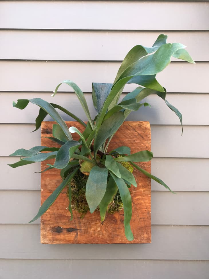 How To Mount A Staghorn Fern Apartment Therapy