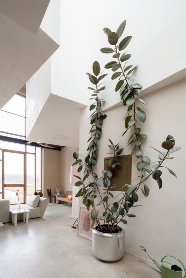 Rubber plant inside white neutral home