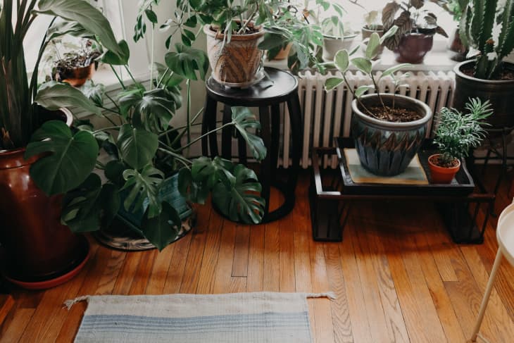 Plant-Filled Vintage Chicago Home Photos | Apartment Therapy