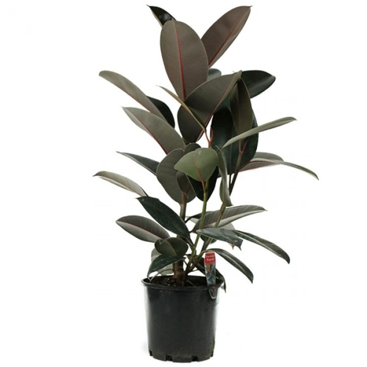 Ficus Burgandy - Rubber Plant