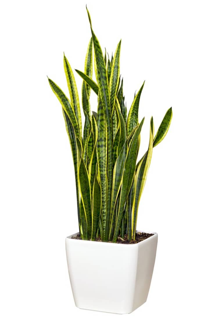 full grown swiss cheese plant Monstera Adansonii 'Swiss Cheese'