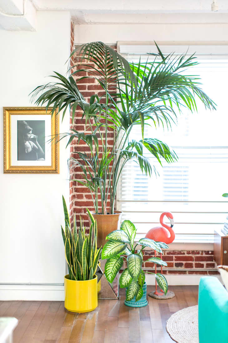 Areca Palms Care How To Grow Maintain Areca Palm Plants Apartment Therapy