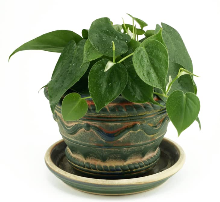 watering globe for plants Sunnydaze Mosaic Glass Plant Watering Globe with Clay Spike