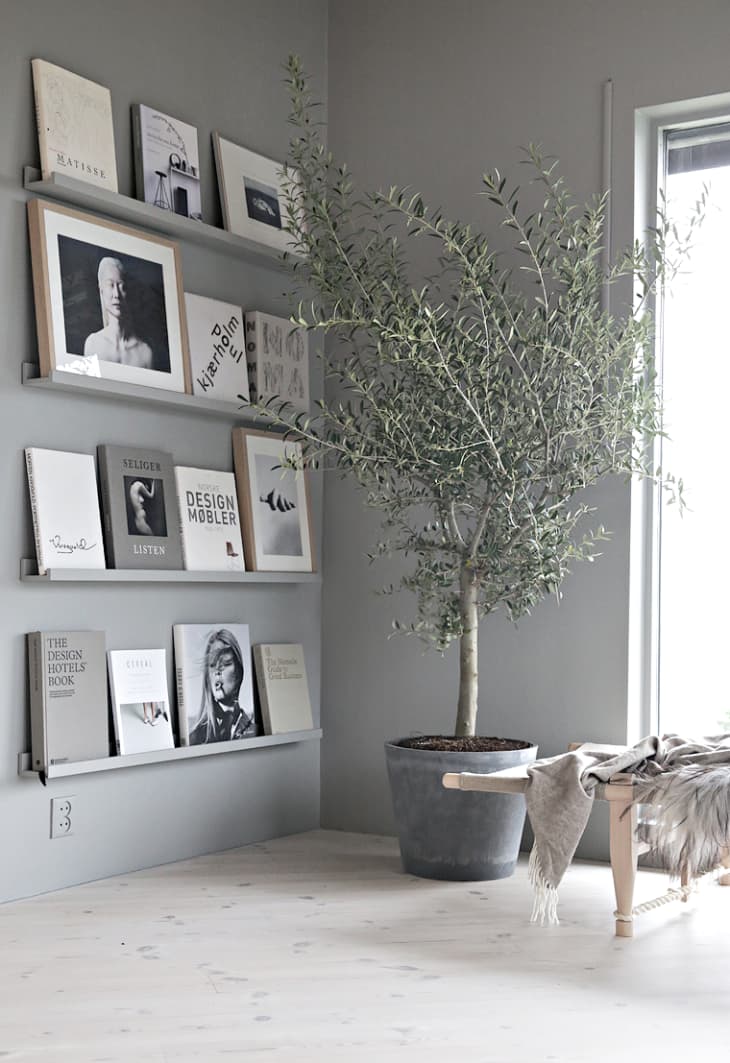 olive tree in the corner next to a minimalistic book shelves