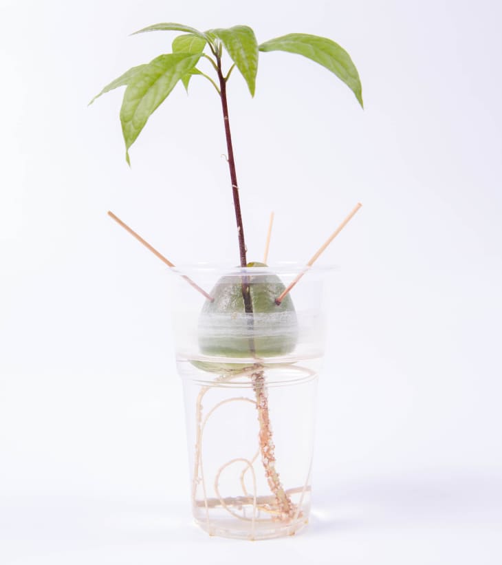 A planted avocado seed growing from household items