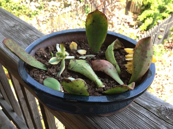 How To Propagate Cacti & Succulents | Apartment Therapy