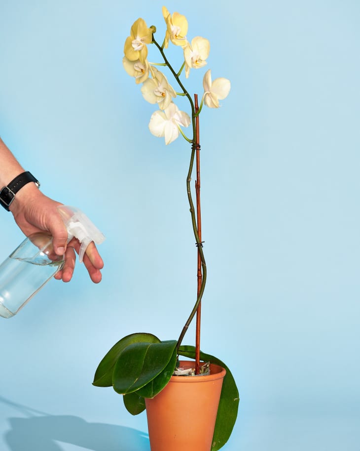 indoor tropical house plants Tropical Houseplants Assorted