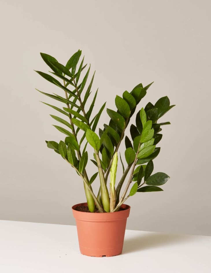 Where to Buy Cheap Plants Online | The Kitchn