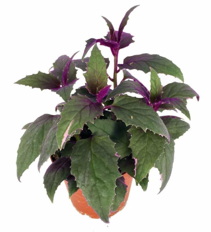 Beautiful House Plants That Are Actually Purple | Apartment Therapy