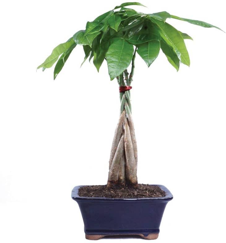 money tree bonsai in navy blue pot