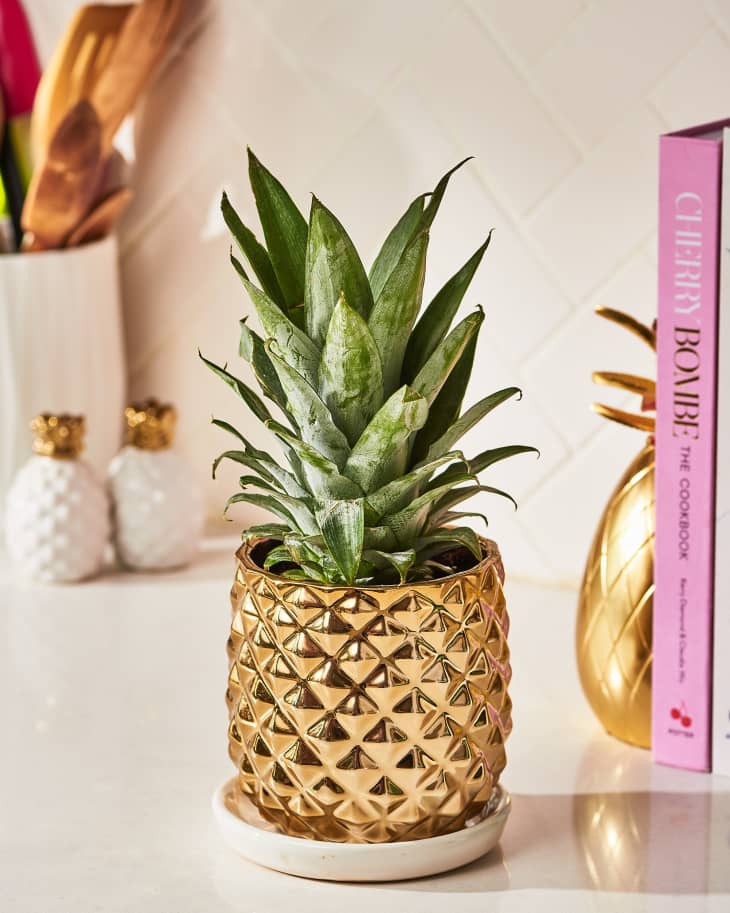 How to Grow a Pineapple Plant | Apartment Therapy