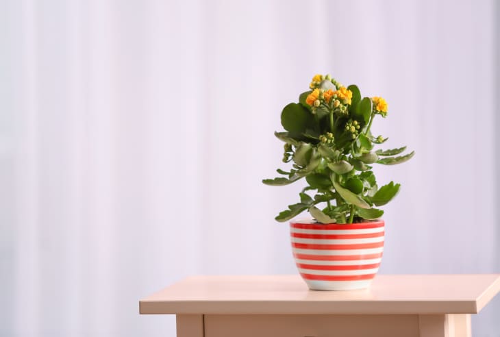 where can i buy a money tree plant Braided Money Tree