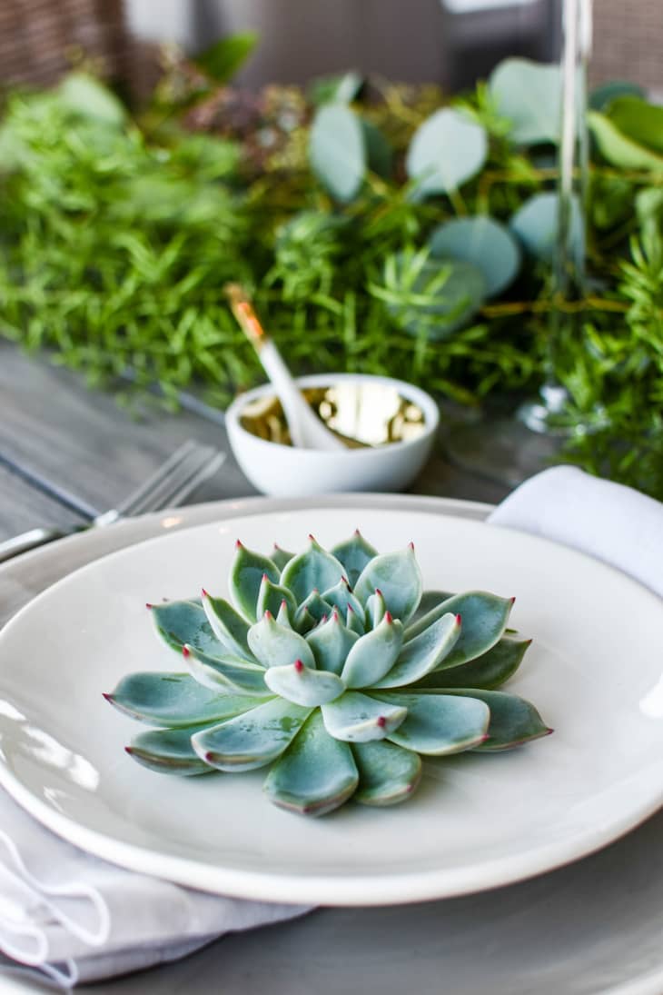 Is This The Reason You Keep Killing Your Succulents? | Apartment Therapy