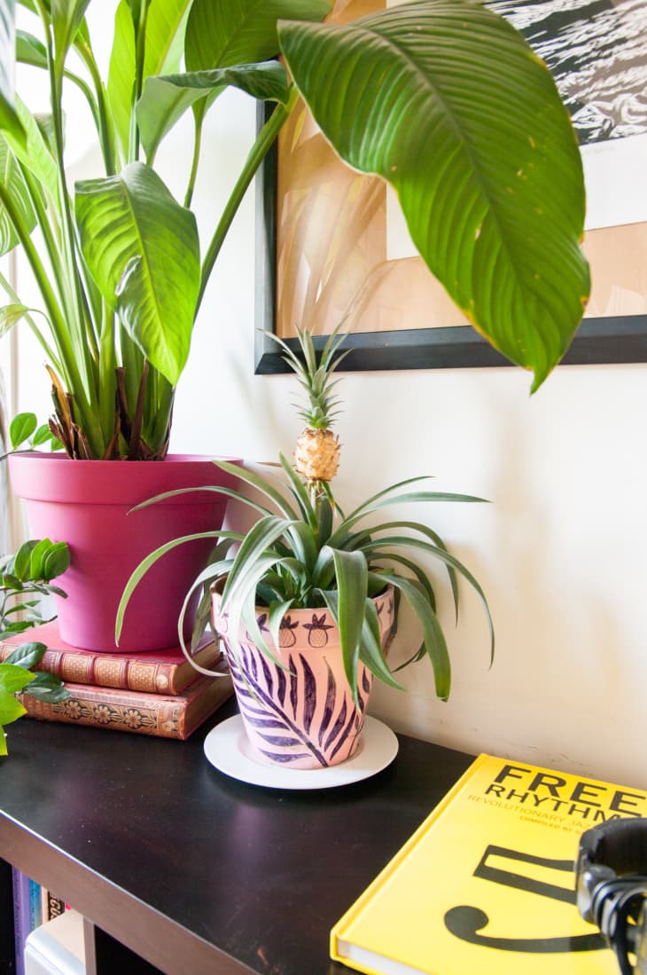 Bird of Paradise Plant Care - How to Grow & Maintain Birds of Paradise |  Apartment Therapy