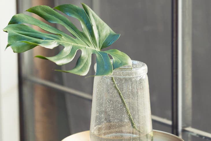 Monstera Leaf - Where to Buy Faux, Cut Stems | Apartment Therapy