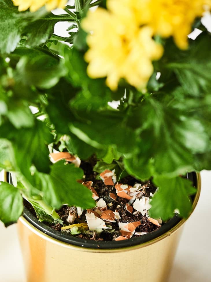 grow light planter Succulents Plant Pot with Built-In LED Grow Lights – GrowGreatPlants.com