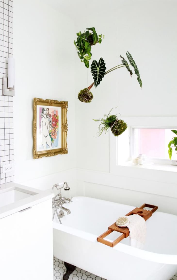 Hanging plants above a bathtub