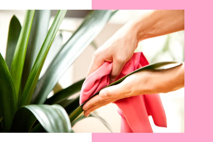 Cleaning plant leaves