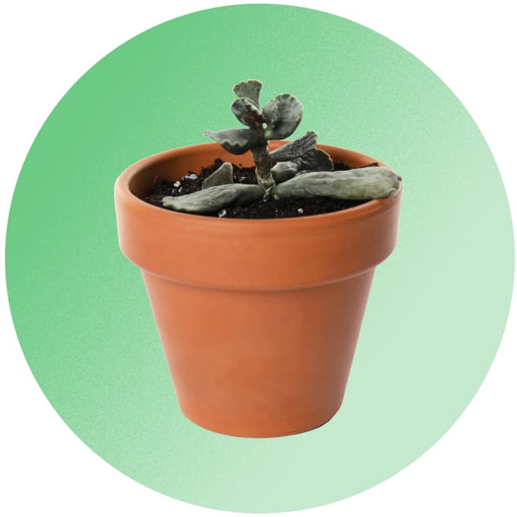 Dead plant in a pot