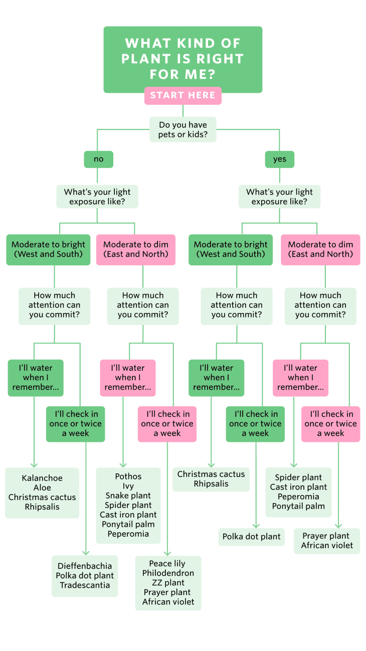 A flowchart to help you determine which kind of plant is right for you