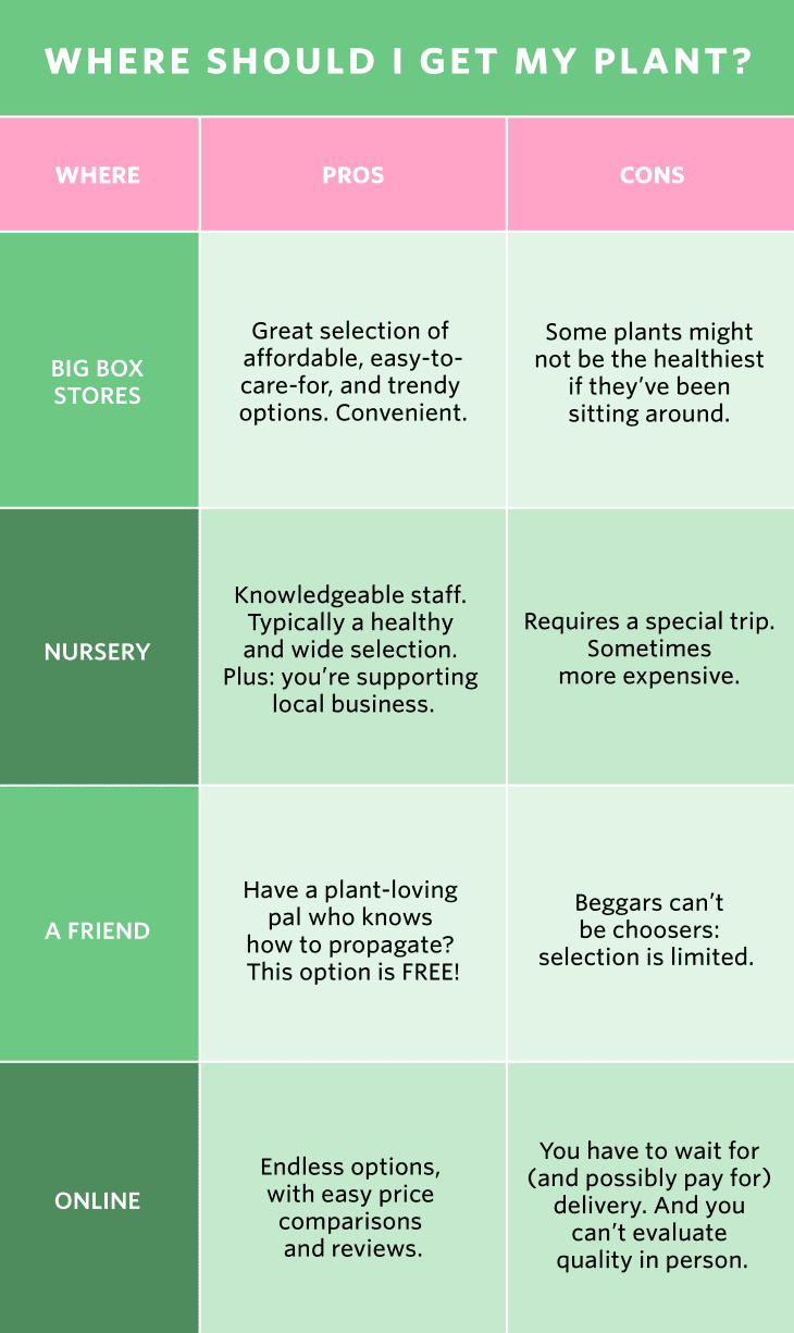 A flowchart to help you decide where to buy your plants