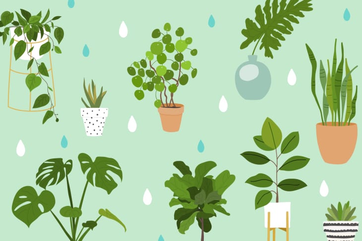 Illustration of plants