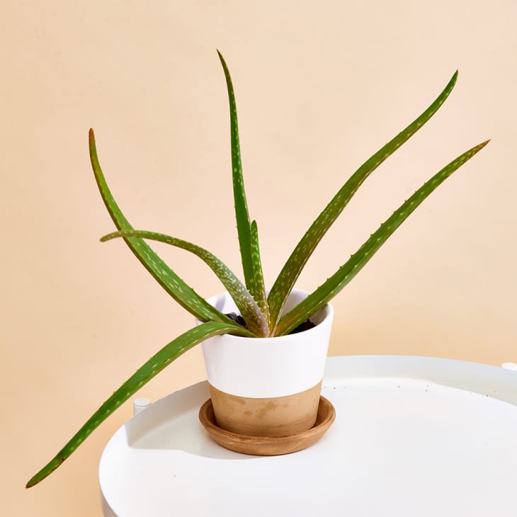 aloe plant in terracotta pot placed on white coffee table  with light peach background