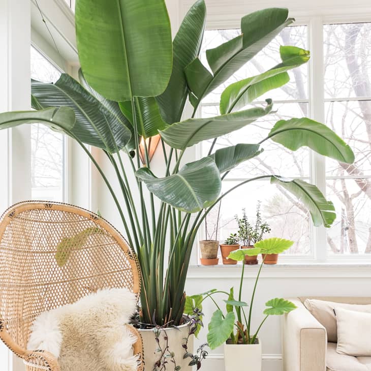 Large bird of paradise in cozy living space