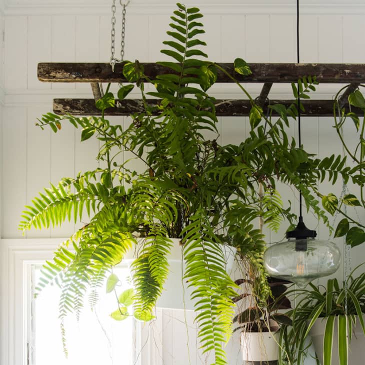 Boston fern