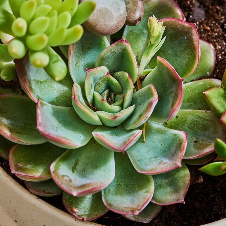 Closeup of an echeveria