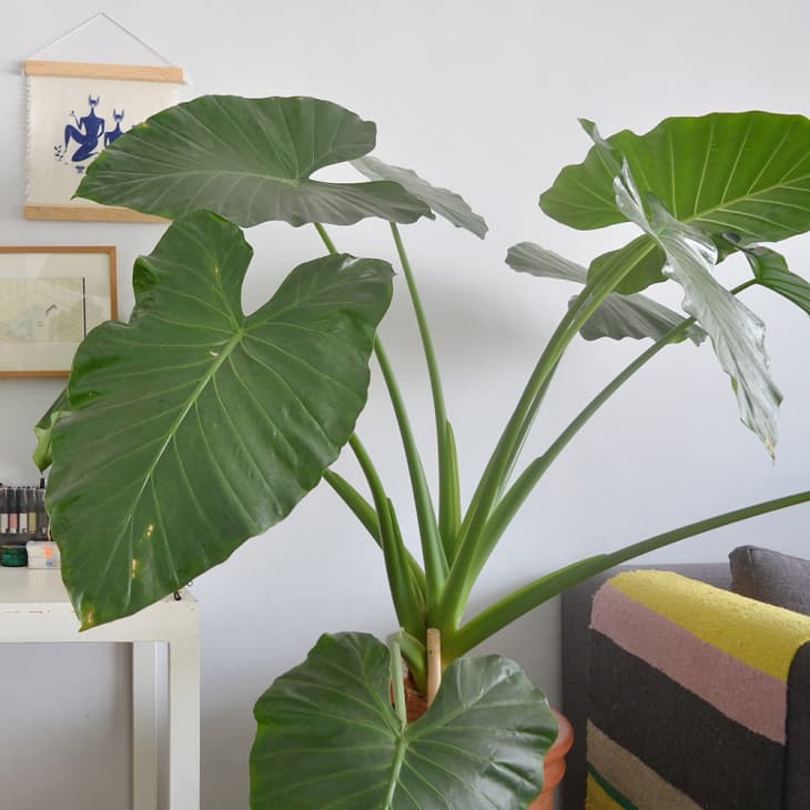 Elephant Ear plant in a home