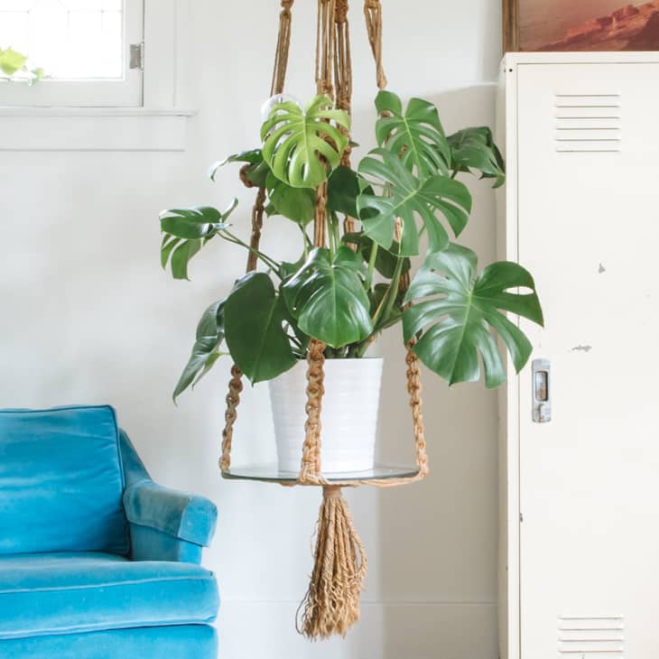 potted monstera deliciosa plant on a stand in a home
