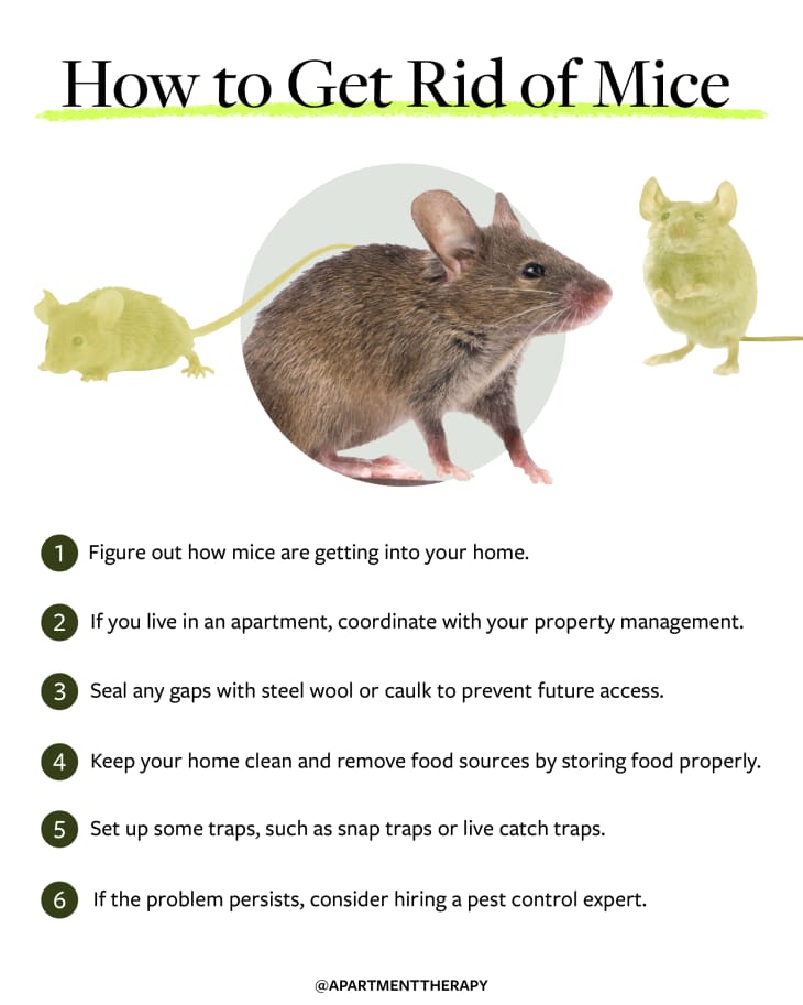 how to get rid of mice list