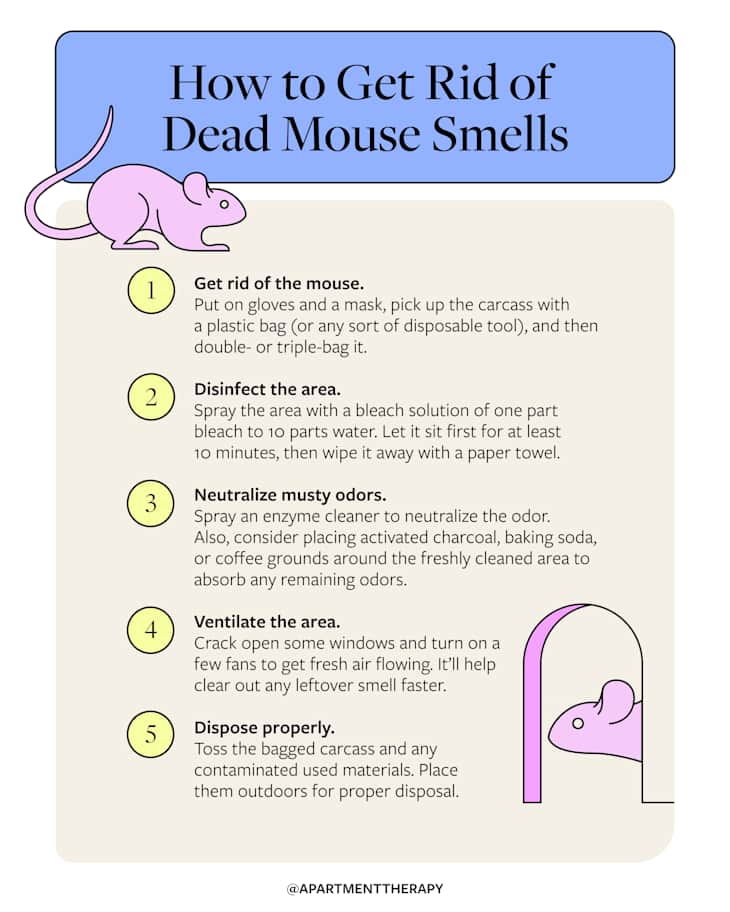 How To Get Rid Of The Dead Mouse Smell In Your House Apartment Therapy
