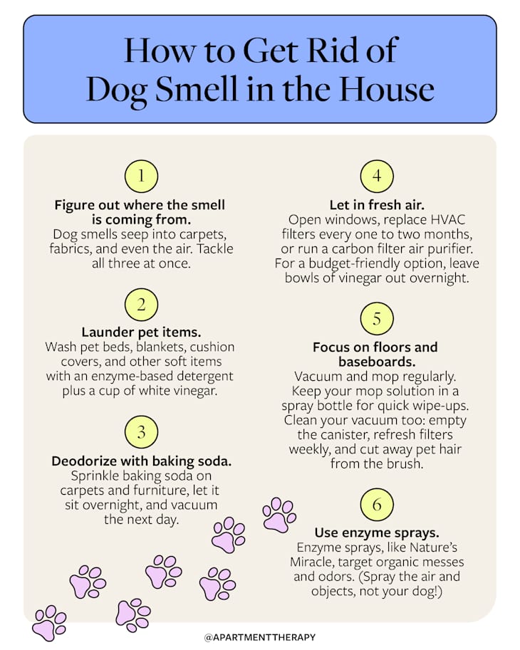 I Asked Pros How to Get That "Dog Smell" Out of My House | Apartment ...