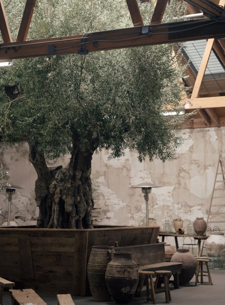 large olive tree, Ceramic jugs and vases by Olive Ateliers, open ceiling with wood beams