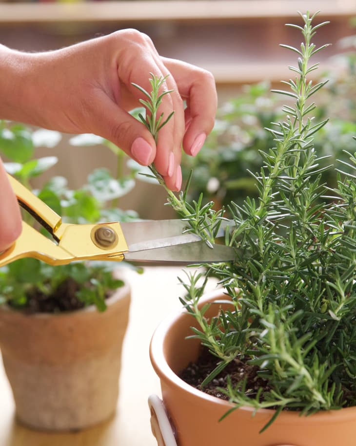 Rosemary Plant Care - How to Grow Rosemary Indoors