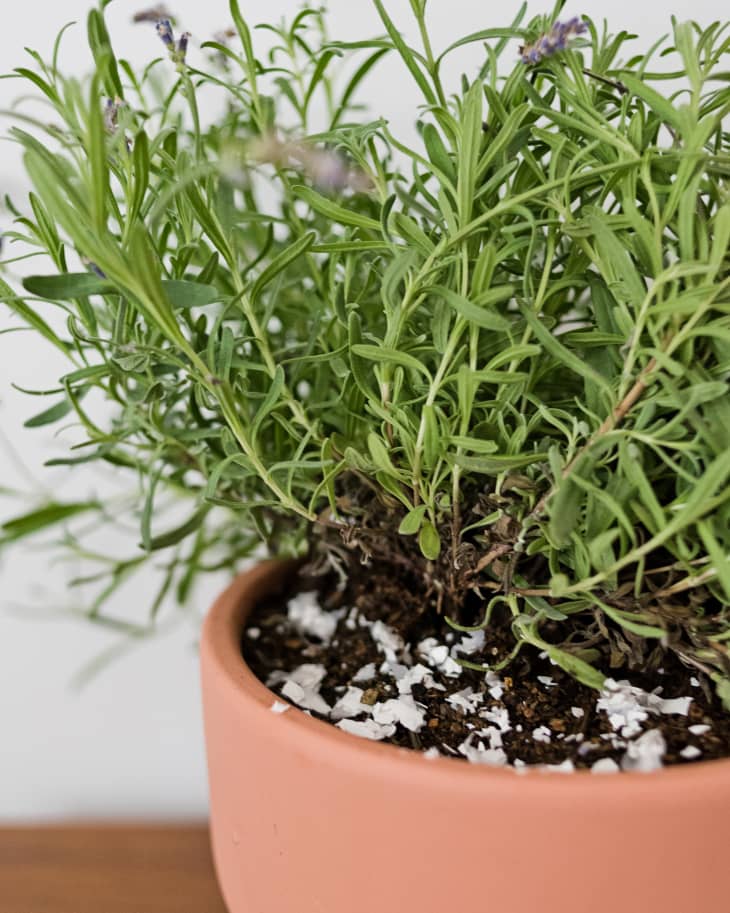 Growing a Lavender Tree Indoors or Out