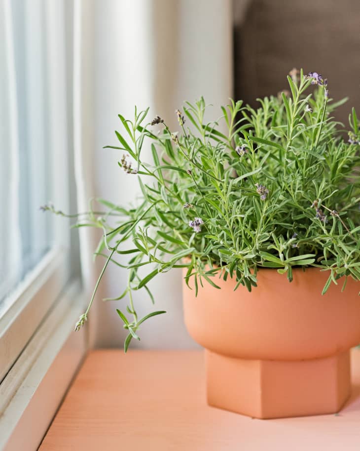 Lavender plant by the window