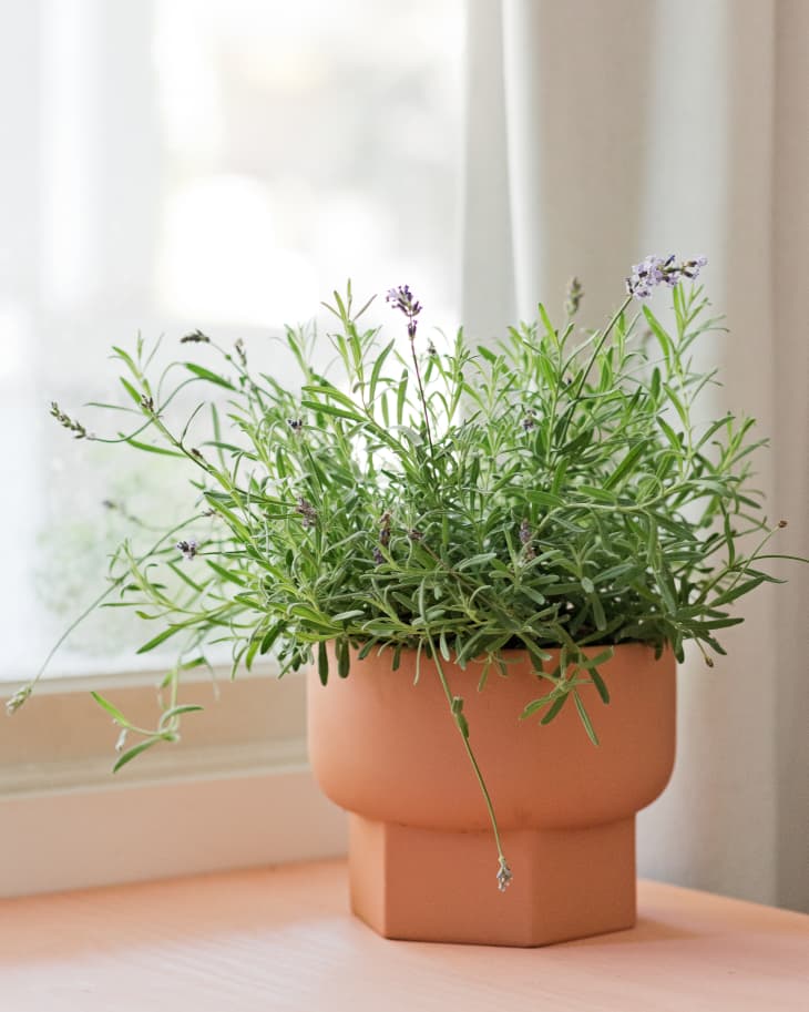 Growing Lavender Indoors - Lavender in Pot - Lavender Indoors.  Potted  lavender, Growing lavender indoors, Lavender potted plant