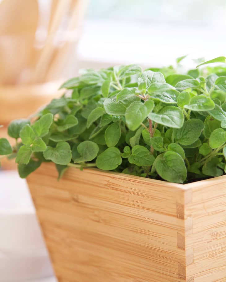 22+ What Can Oregano Be Planted With