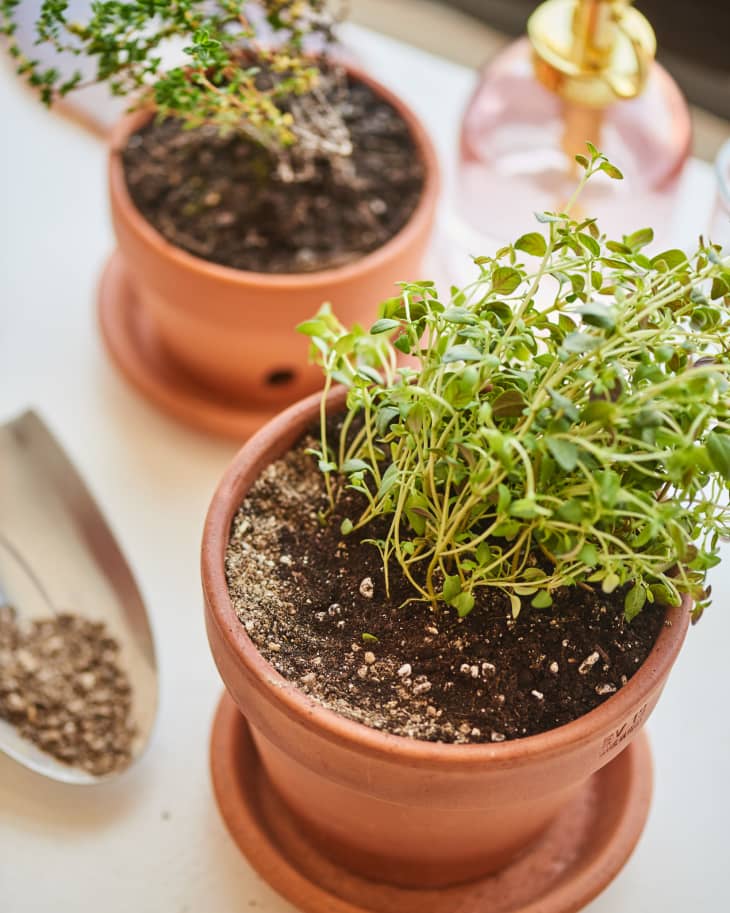 Using fertilizer in a potted plant