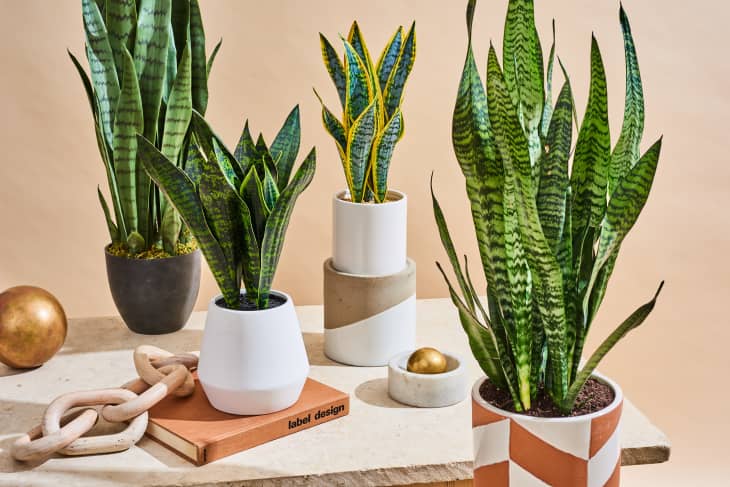 various snake plants on table