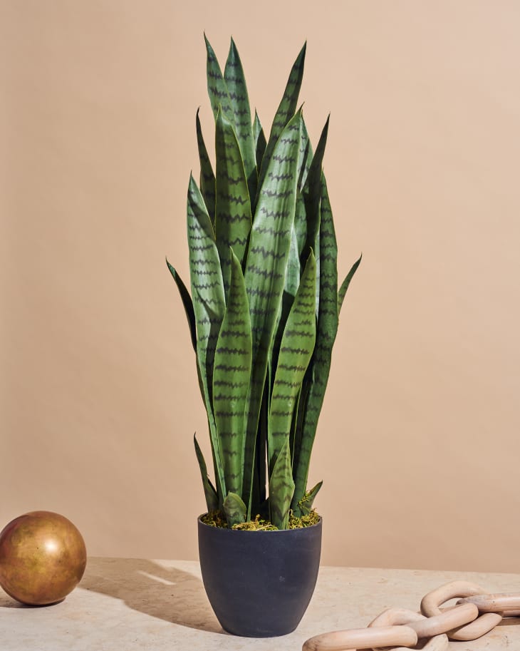 The Best Fake Snake Plant - With Comparison Photos