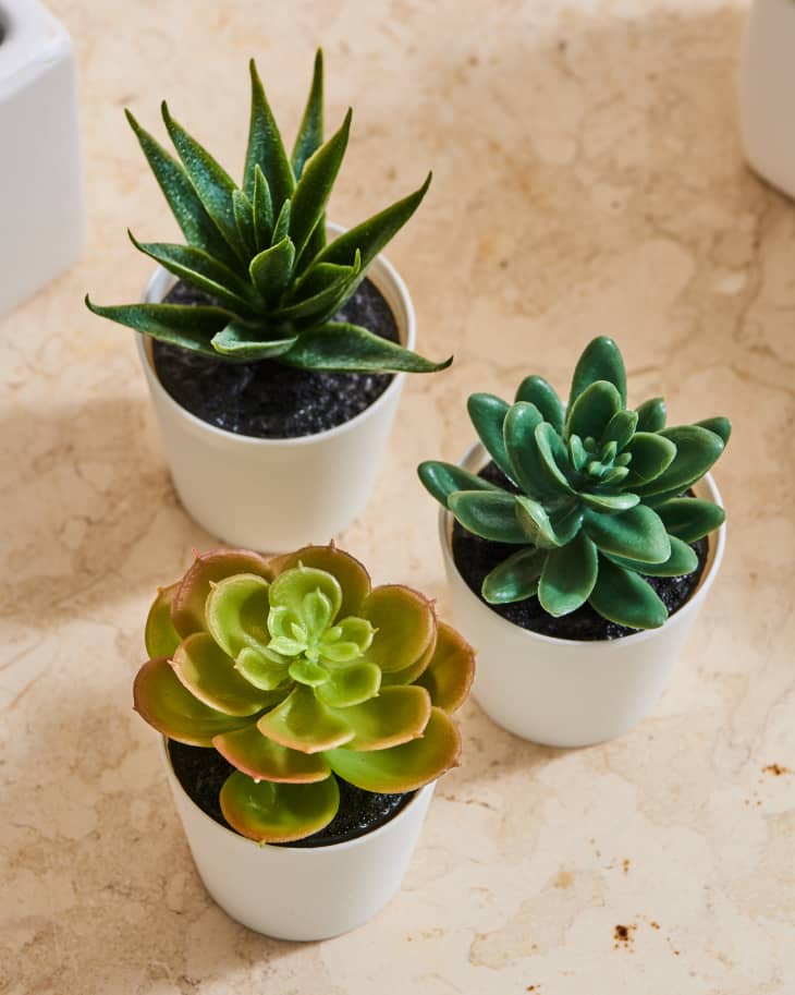 Artificial Succulent Plants Unpotted Realistic Looking Variety Assortment 5 Pack 