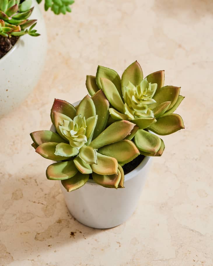 The Most Convincing Faux Plants  Plants, Planting succulents, Succulents