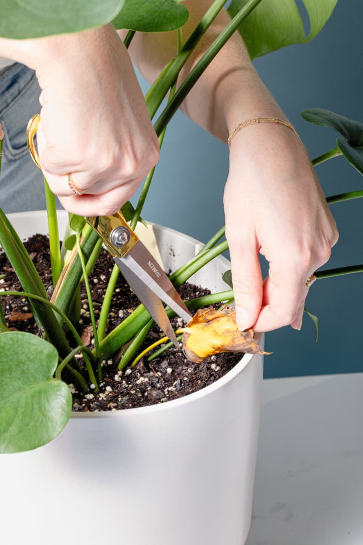 How to Cut Dead Leaves Off Plants — Plant Pruning Tips